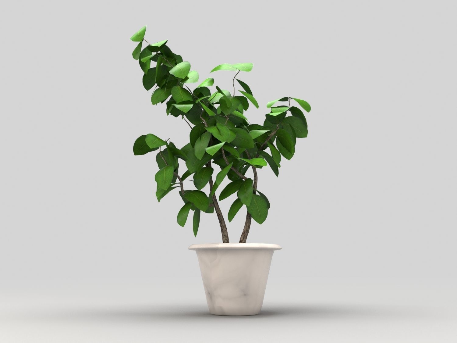 Plant in pot Low-poly 3D model_2