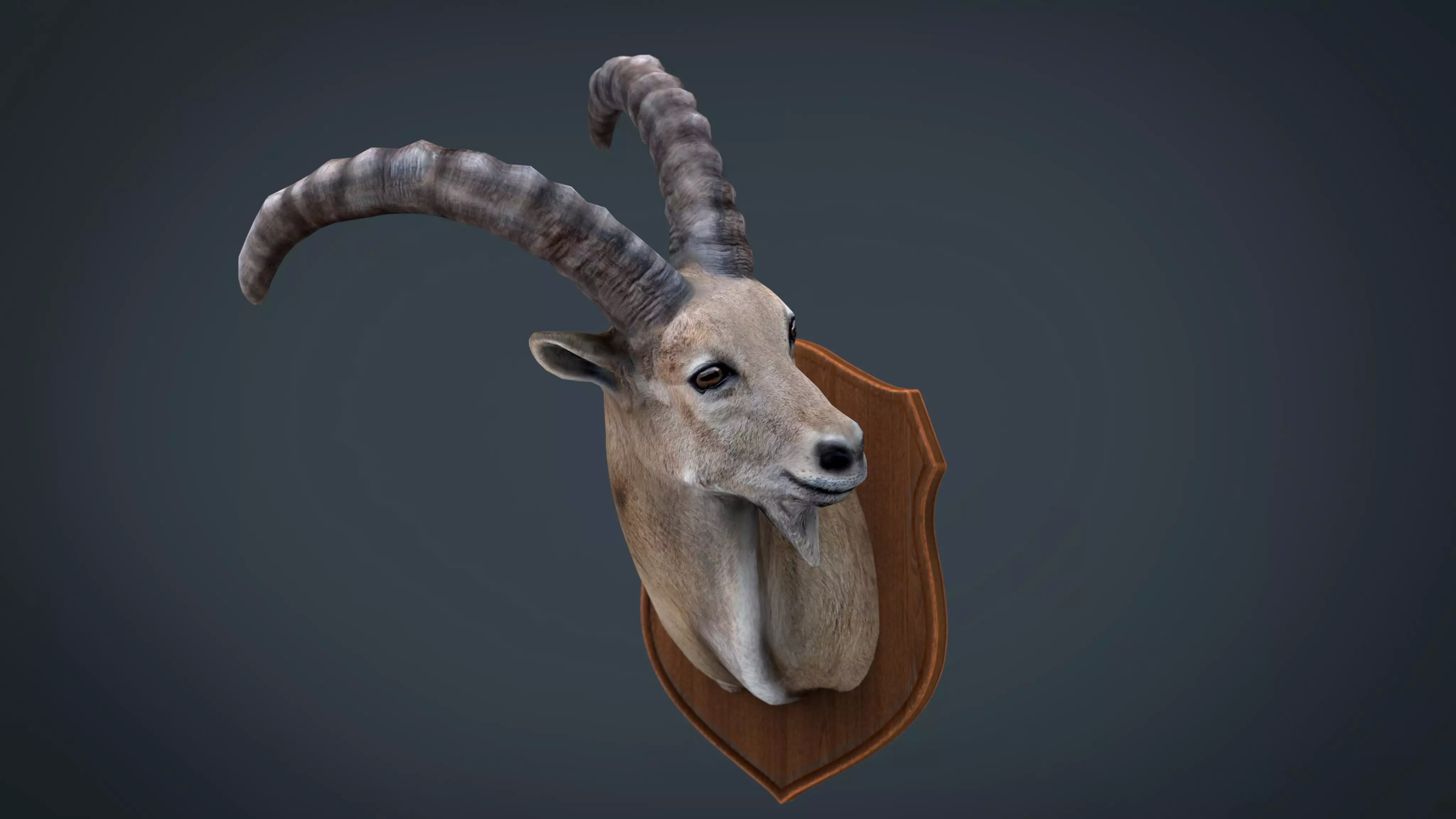 WILD GOAT TROPHY Low-poly 3D model_0