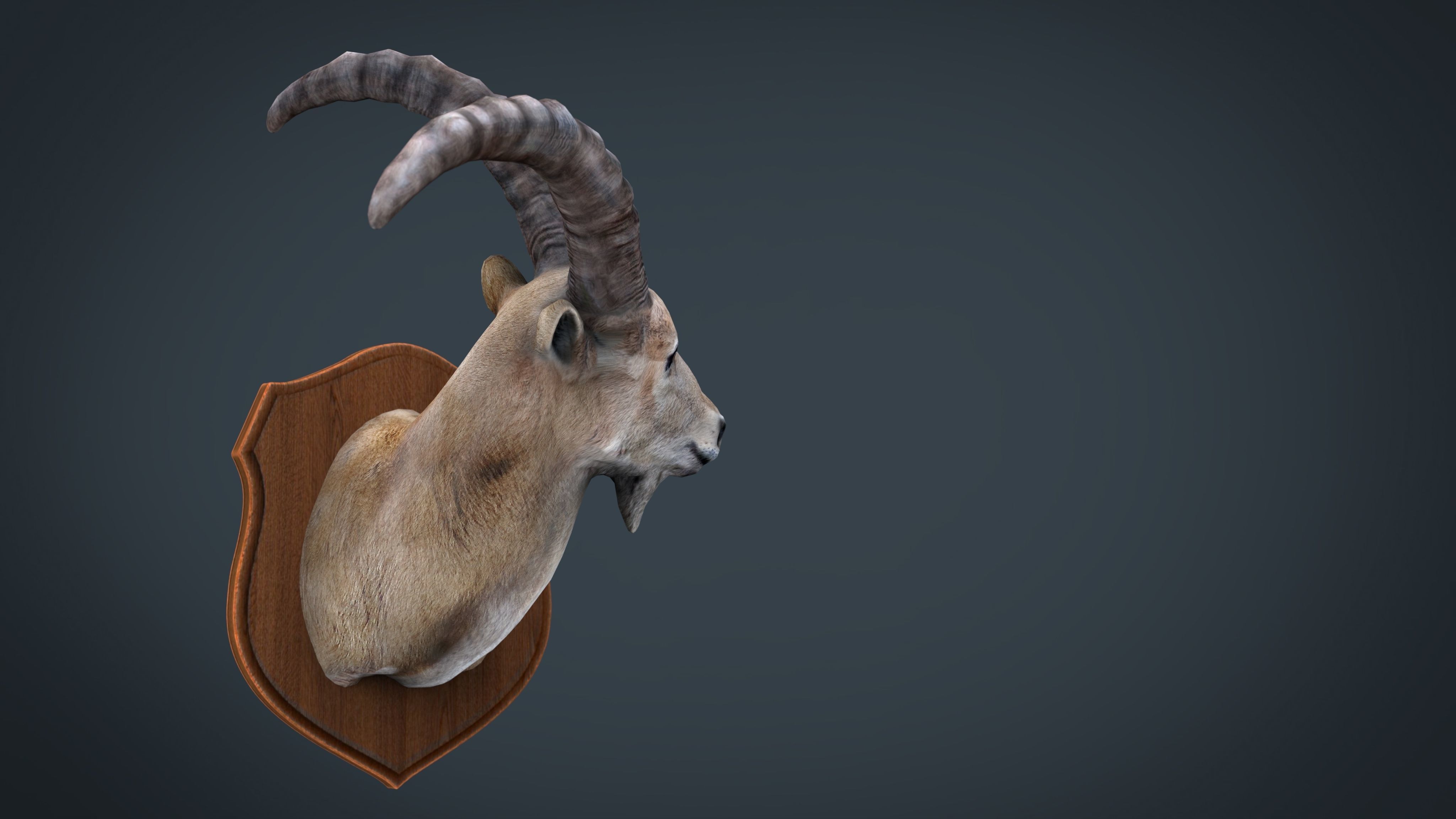 WILD GOAT TROPHY Low-poly 3D model_7