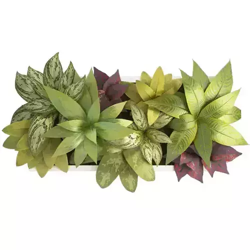 Plant Frame 60 X 30 Cms