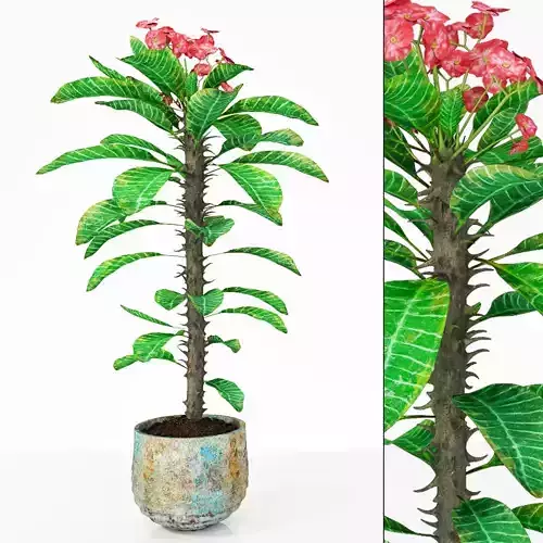 Plant 7 hibiscus flower 3D model