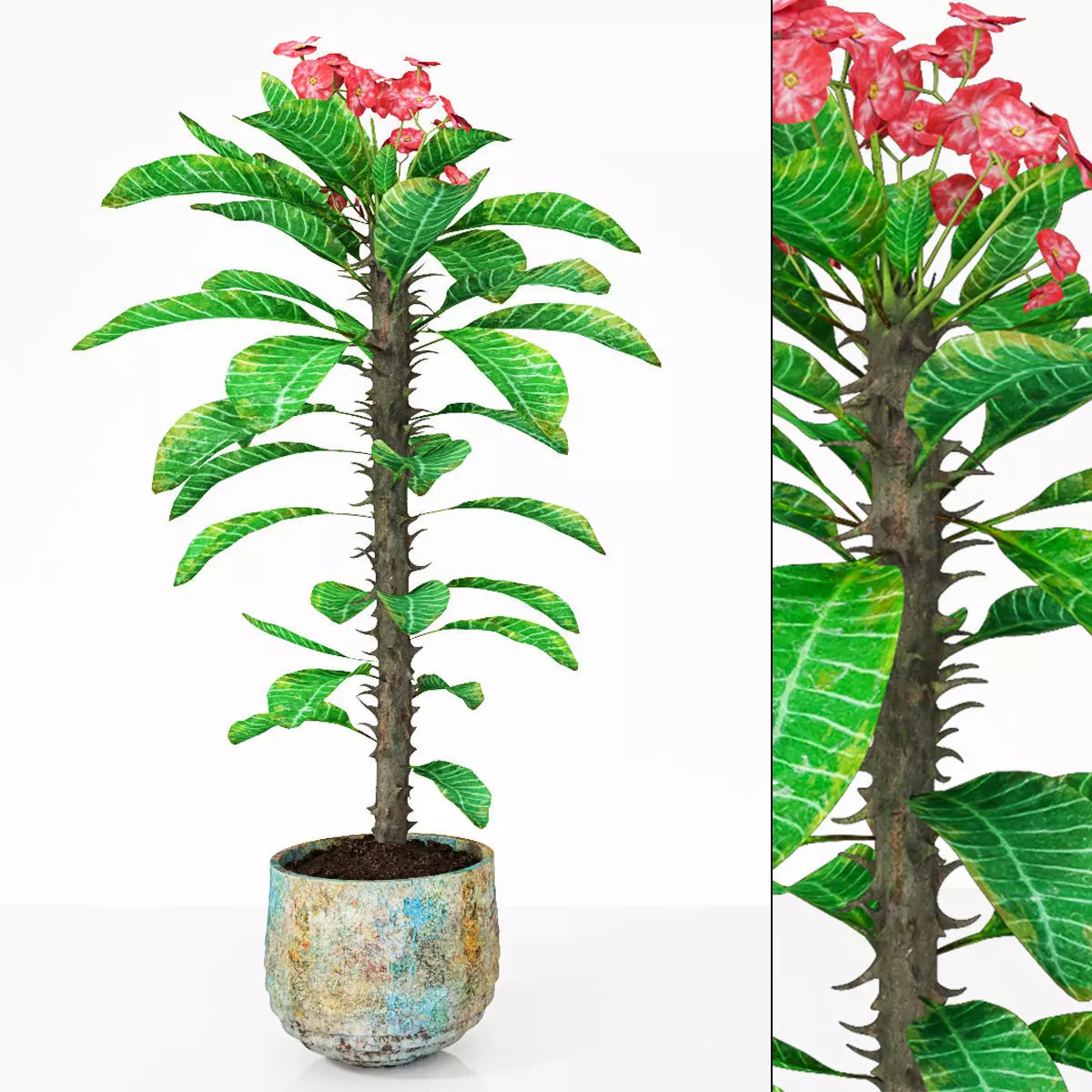 Plant 7 hibiscus flower 3D model_0