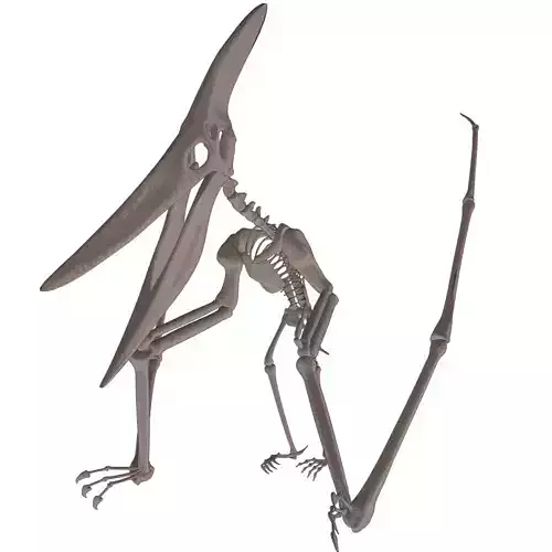 Pteranodon skeleton 3D model