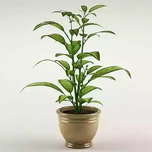 Plant 59