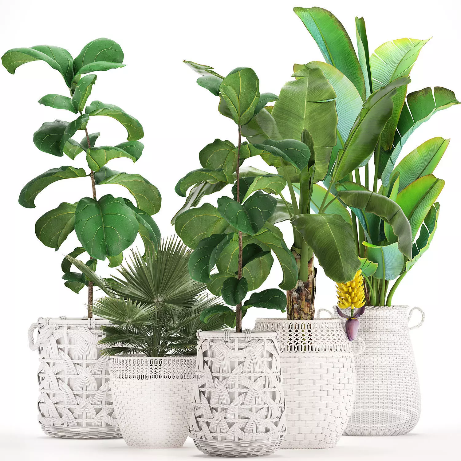 Collection of ornamental plants Exotic plants 3D model