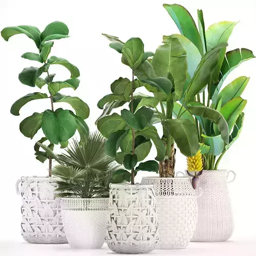 Collection of ornamental plants Exotic plants 3D model