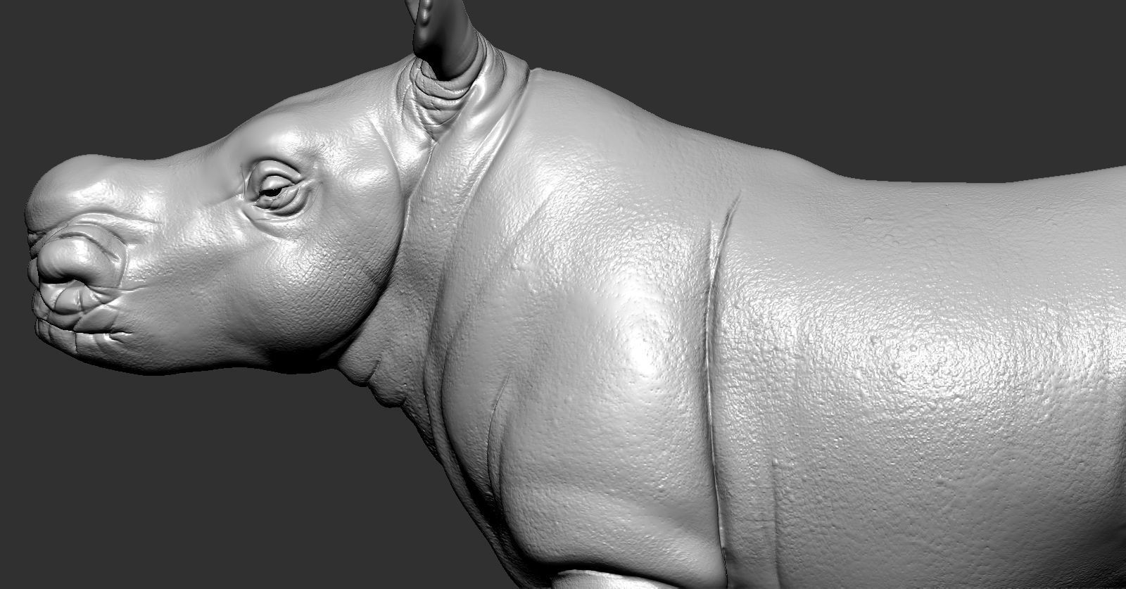 Rhino rhinoceros 3D print model_14