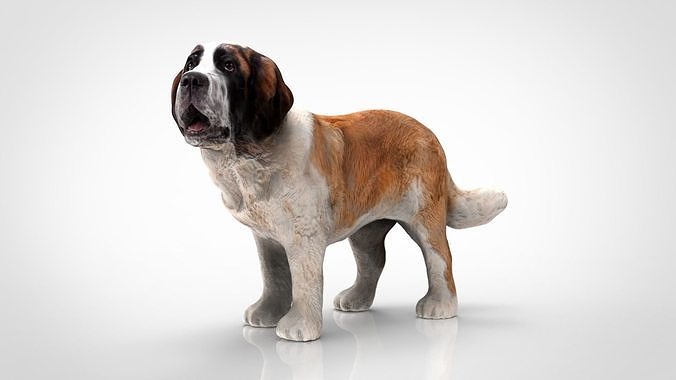 SAINT BERNARD 3D model