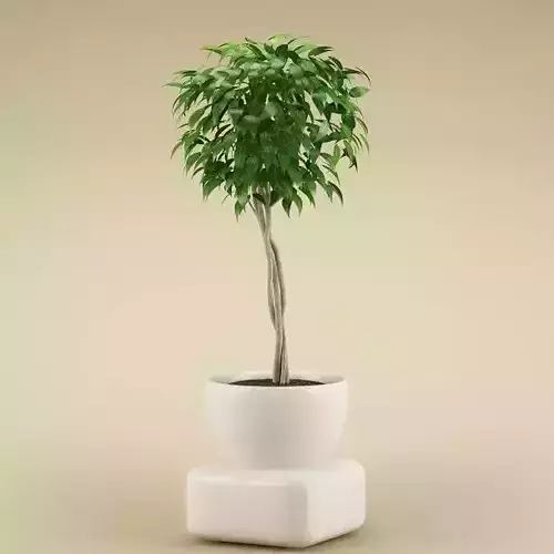 Plant 60