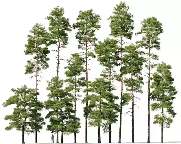 Pinus sylvestris  Mega Collection 12 models H10-27m 3D model