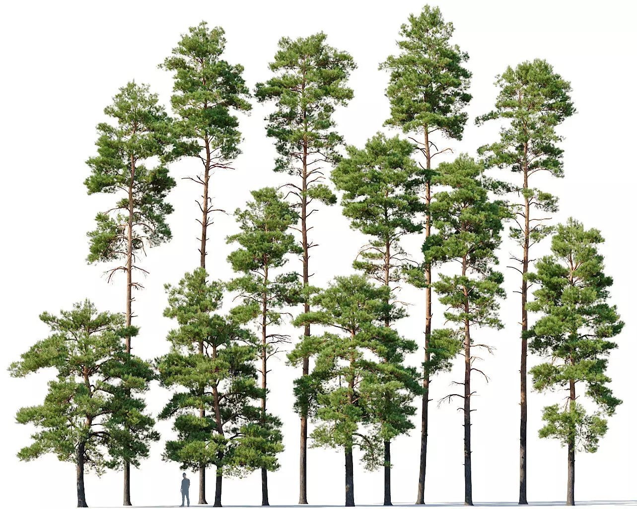 Pinus sylvestris Mega Collection 12 models H10-27m 3D model_0