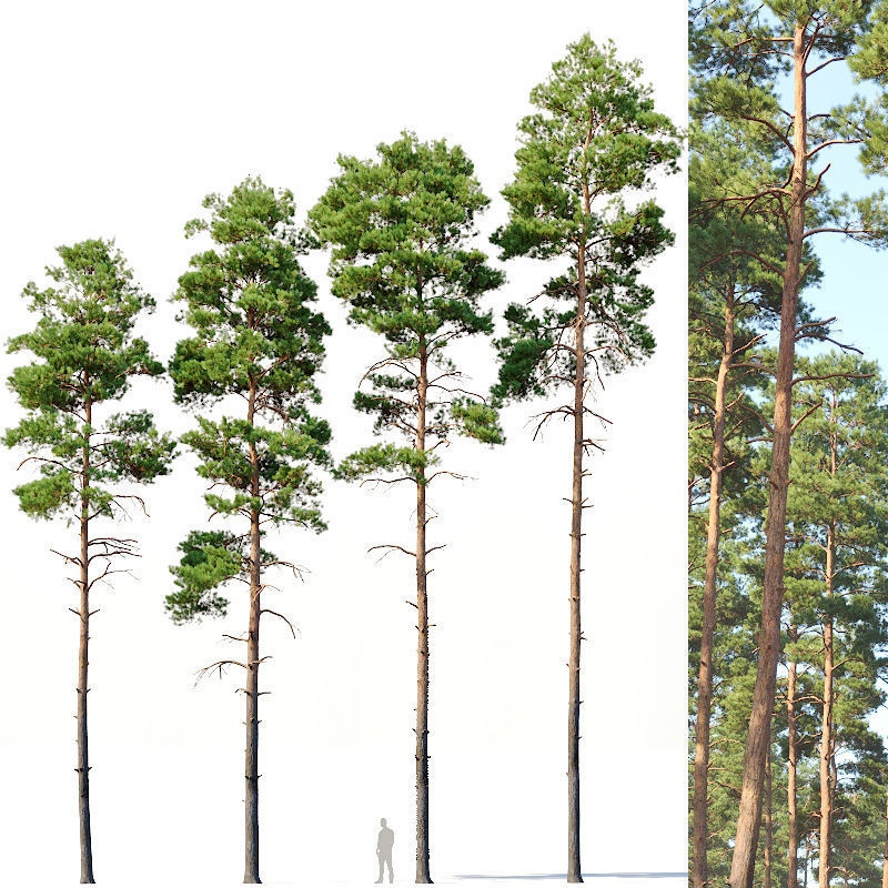 Pinus sylvestris Mega Collection 12 models H10-27m 3D model_3