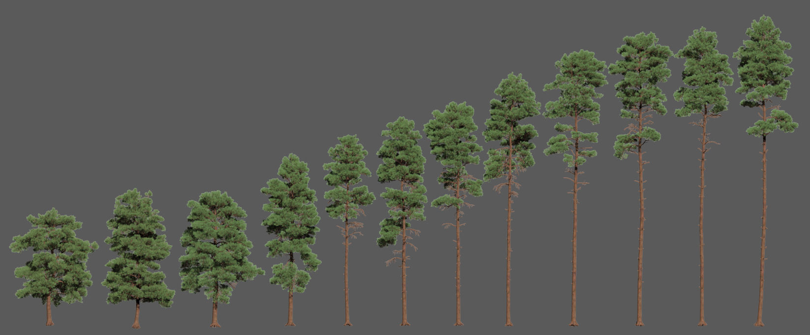 Pinus sylvestris Mega Collection 12 models H10-27m 3D model_5