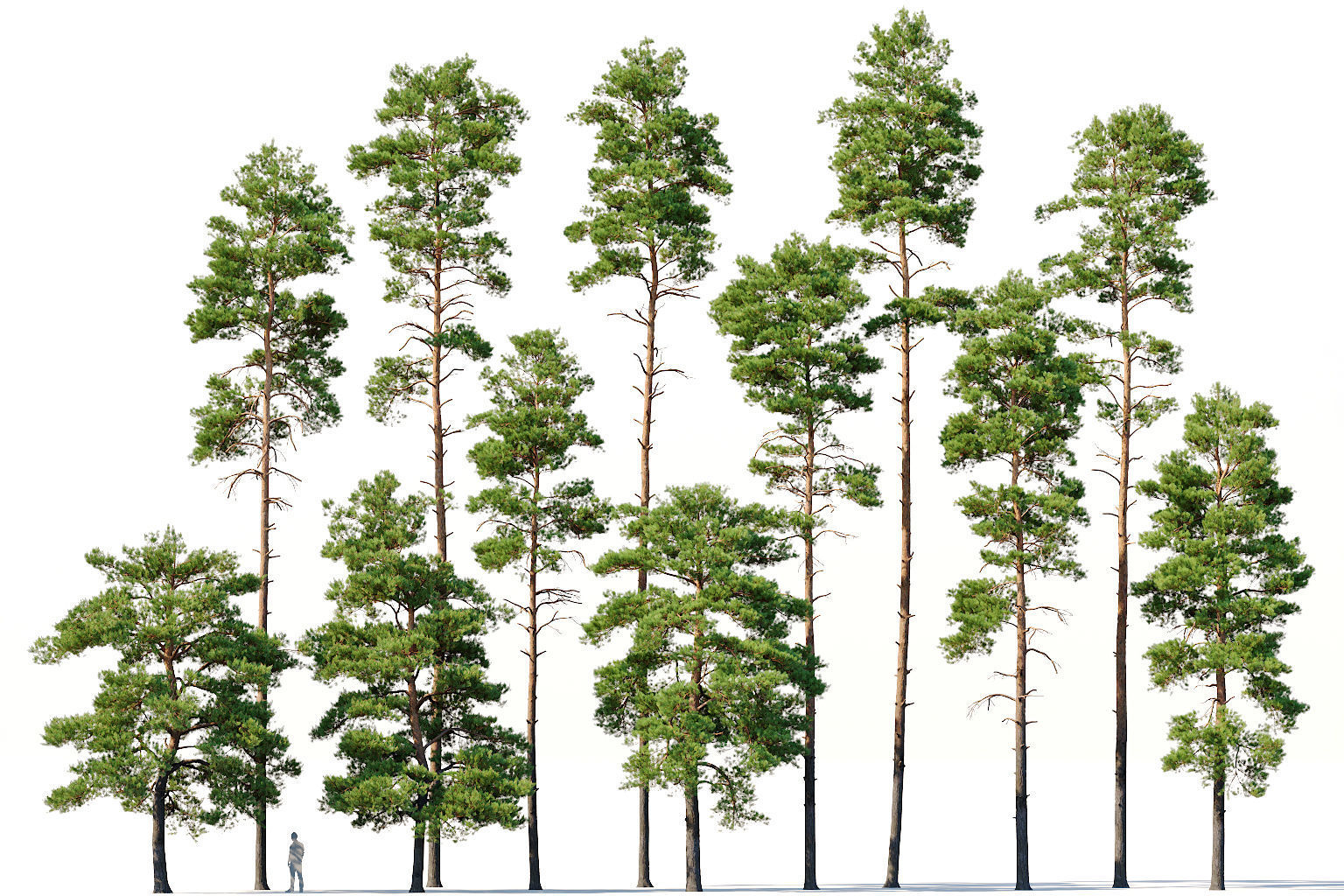 Pinus sylvestris Mega Collection 12 models H10-27m 3D model_6