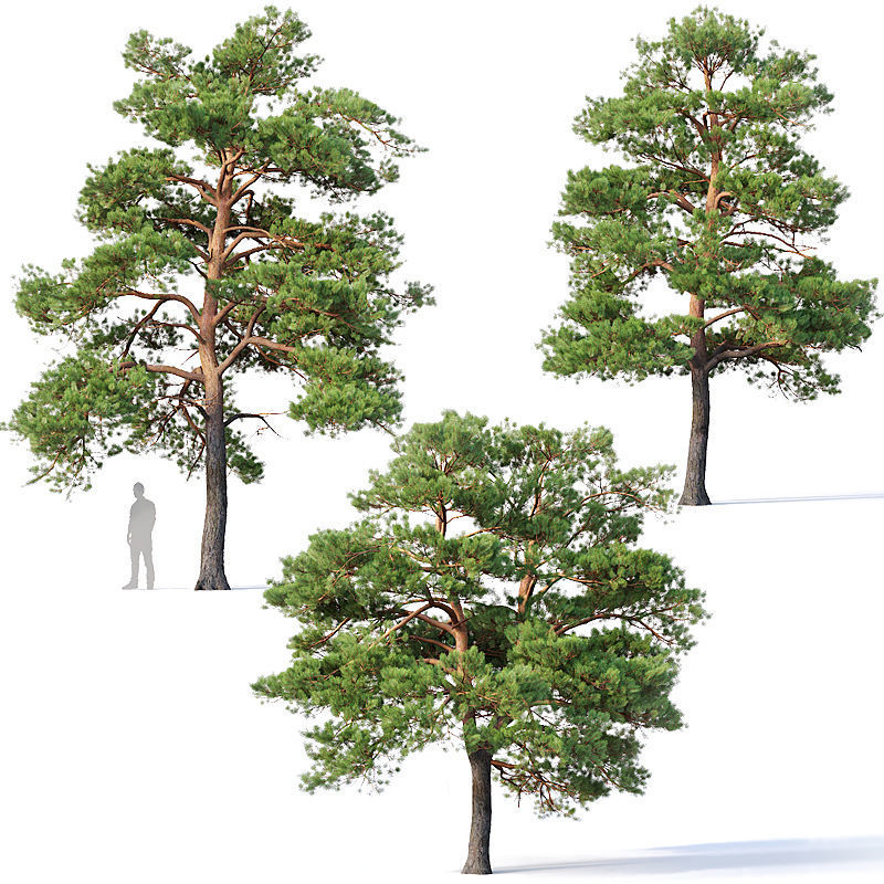 Pinus sylvestris Mega Collection 12 models H10-27m 3D model_2