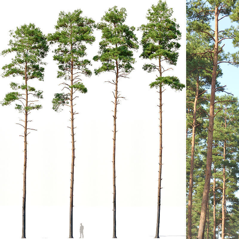 Pinus sylvestris Mega Collection 12 models H10-27m 3D model_4