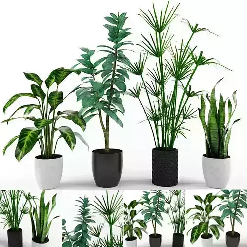 PLANT COLLECTION different plants in pots