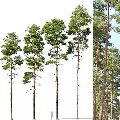 Pinus sylvestris Nr11 H17-22m Four tree set 3D model