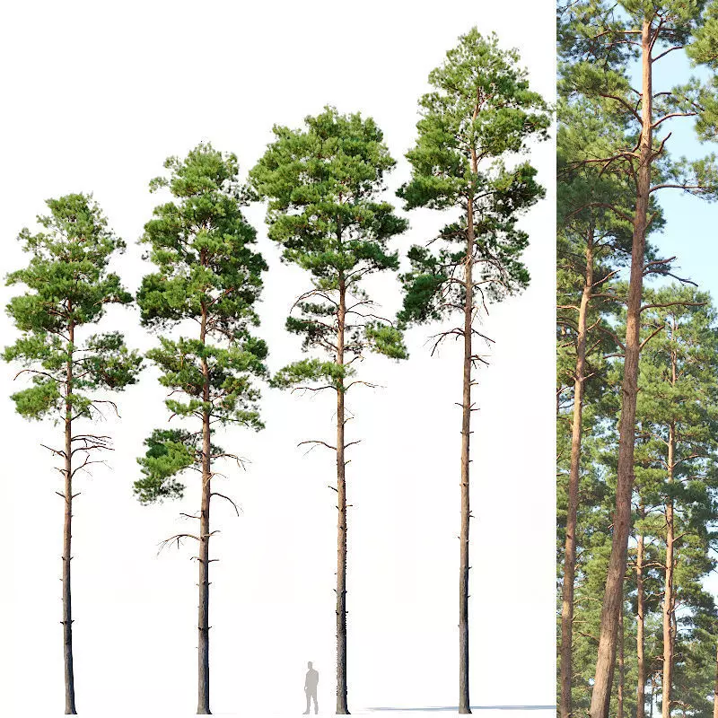 Pinus sylvestris Nr11 H17-22m Four tree set 3D model_0