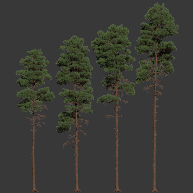 Pinus sylvestris Nr11 H17-22m Four tree set 3D model_2