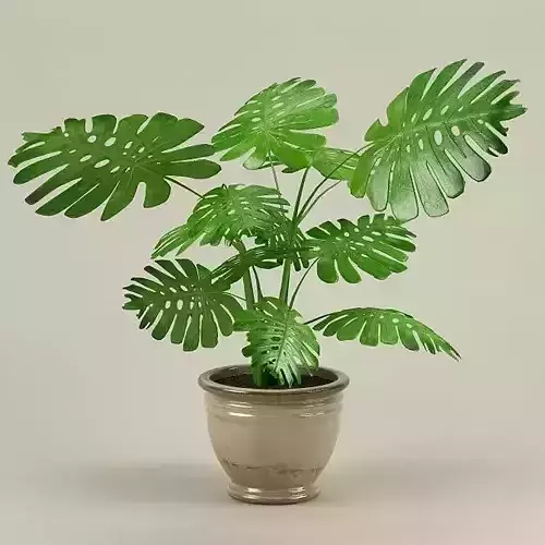 Plant 61