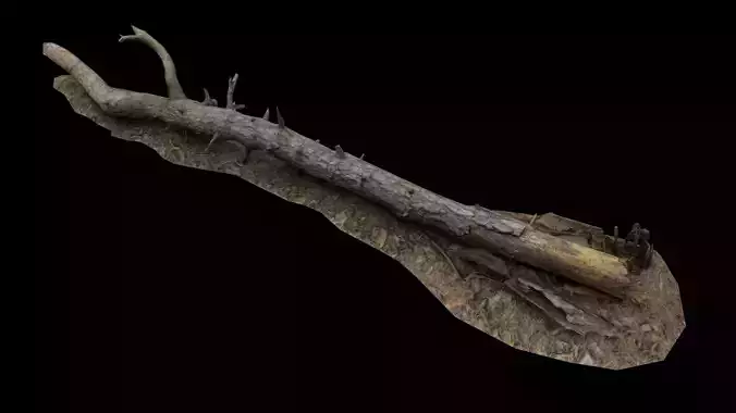 Pine Log 2 - Scanned models for games