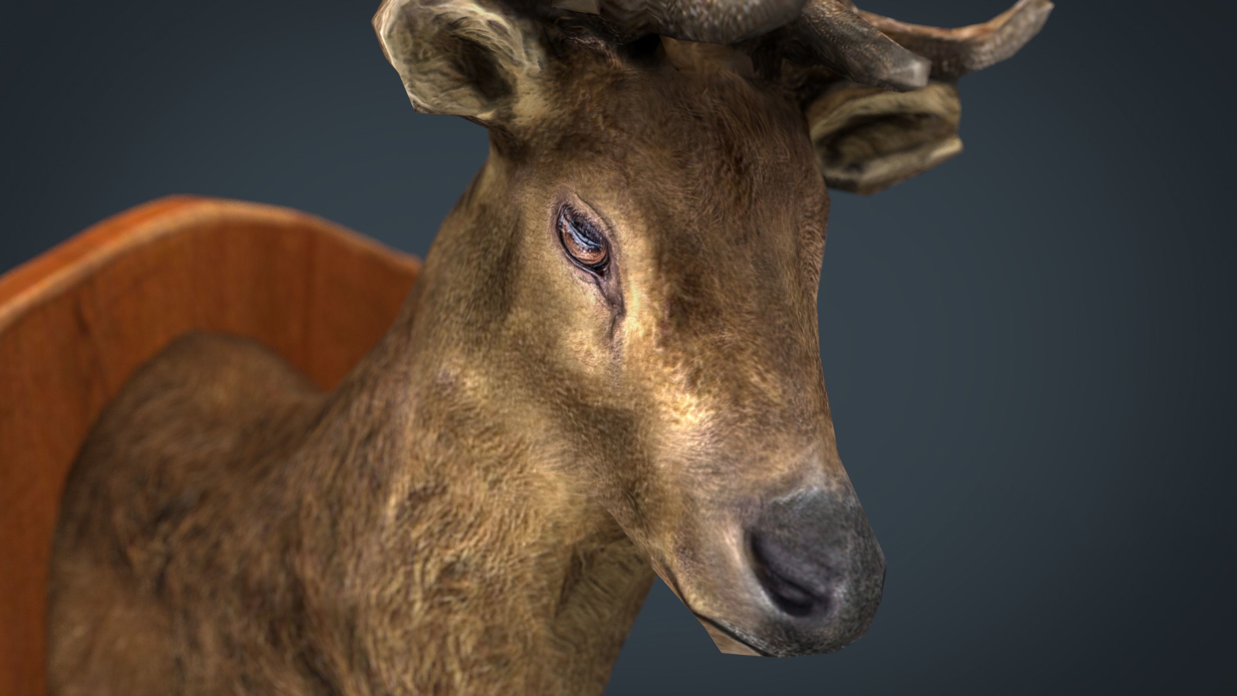 DEER TROPHY Low-poly 3D model_8
