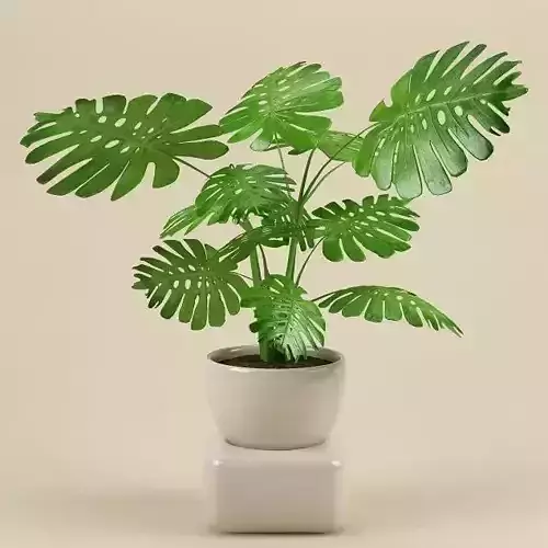 Plant 62