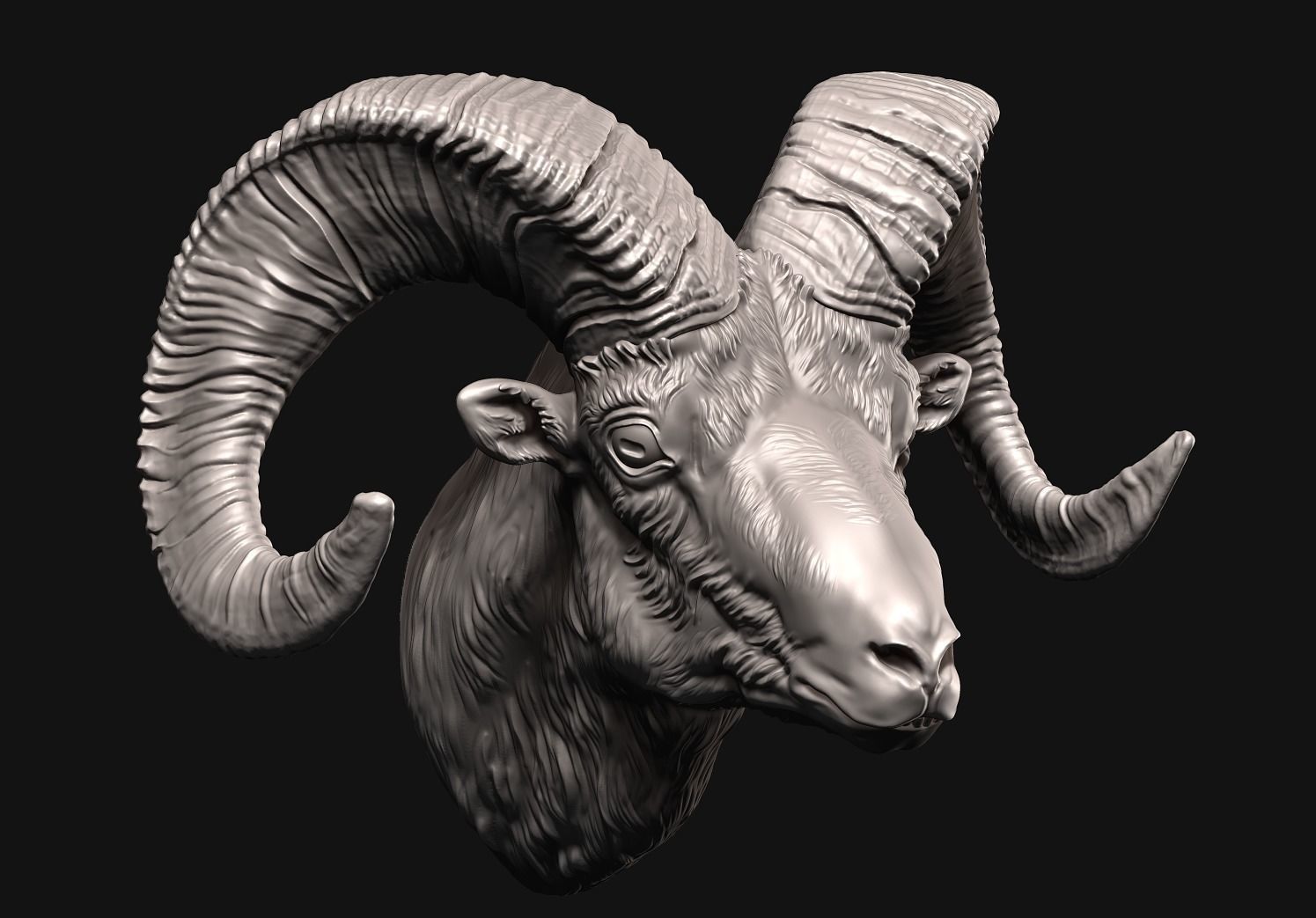 Big Horn Sheep 3D print model_3