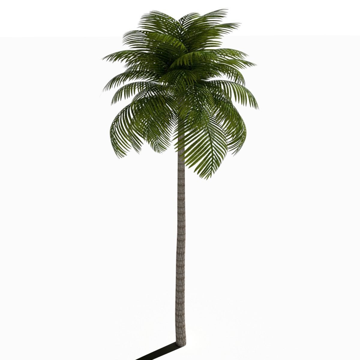 Palm Tree Low Poly Low-poly 3D model_5