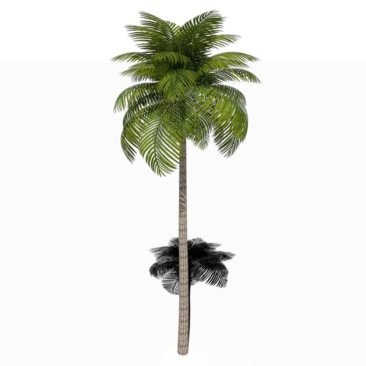 Palm Tree Low Poly Low-poly 3D model_3