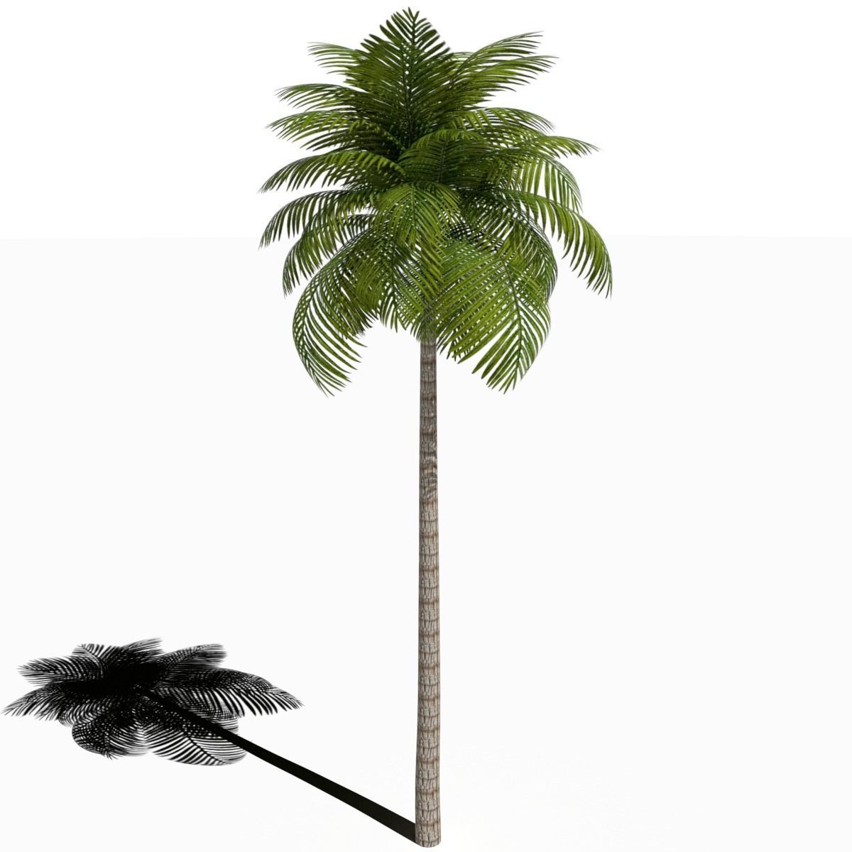 Palm Tree Low Poly Low-poly 3D model_4