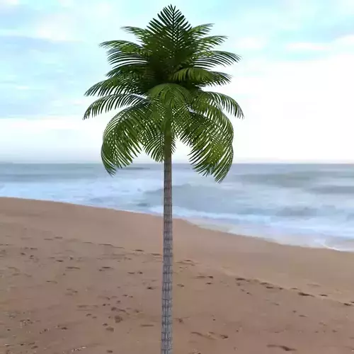 Palm Tree Low Poly Low-poly 3D model