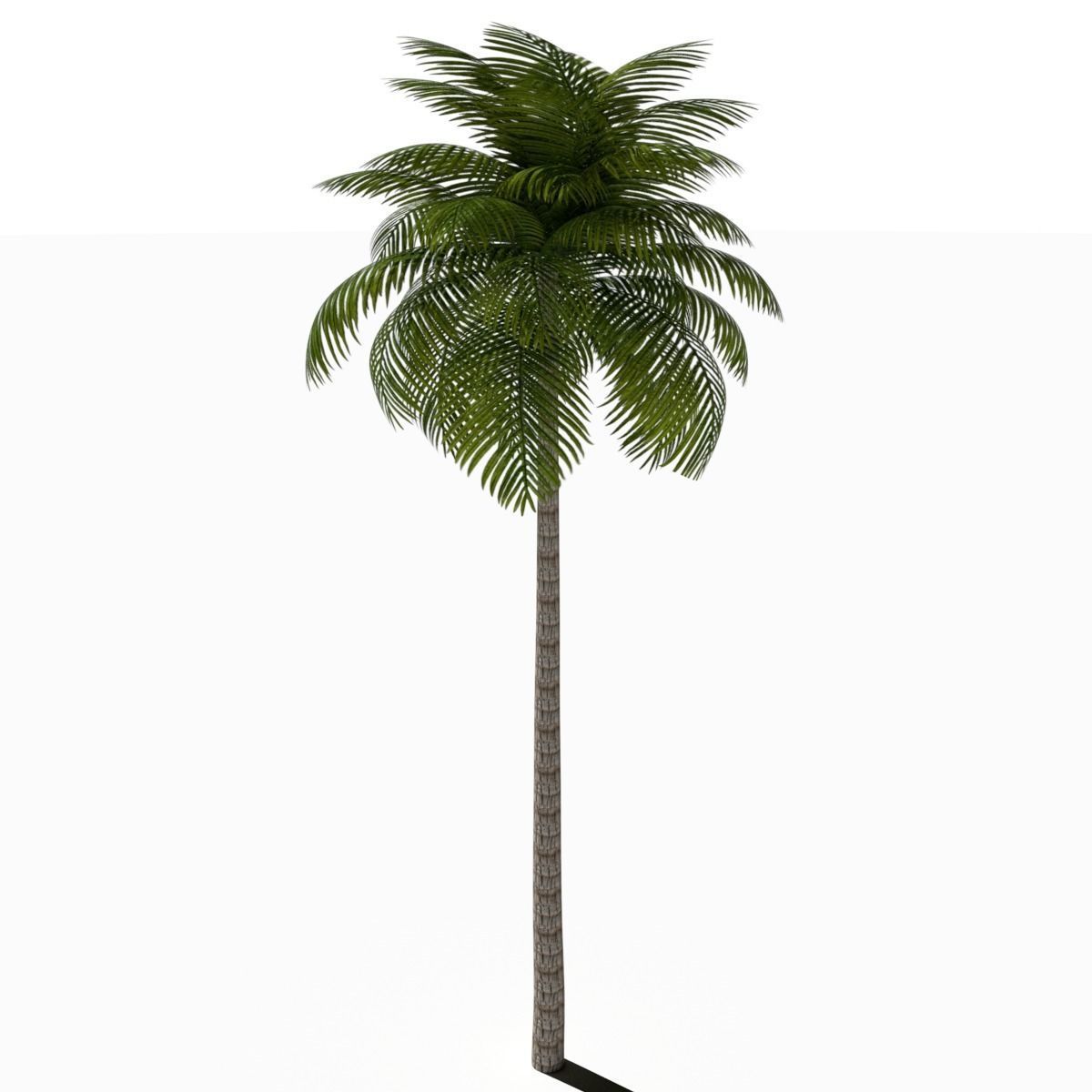 Palm Tree Low Poly Low-poly 3D model_6