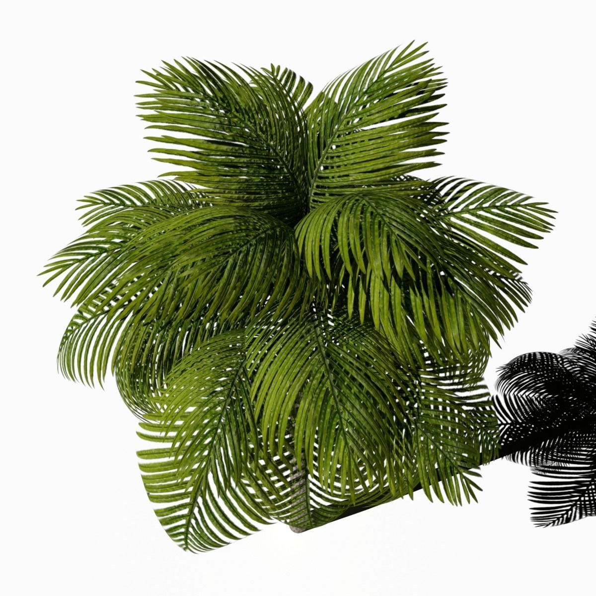 Palm Tree Low Poly Low-poly 3D model_7
