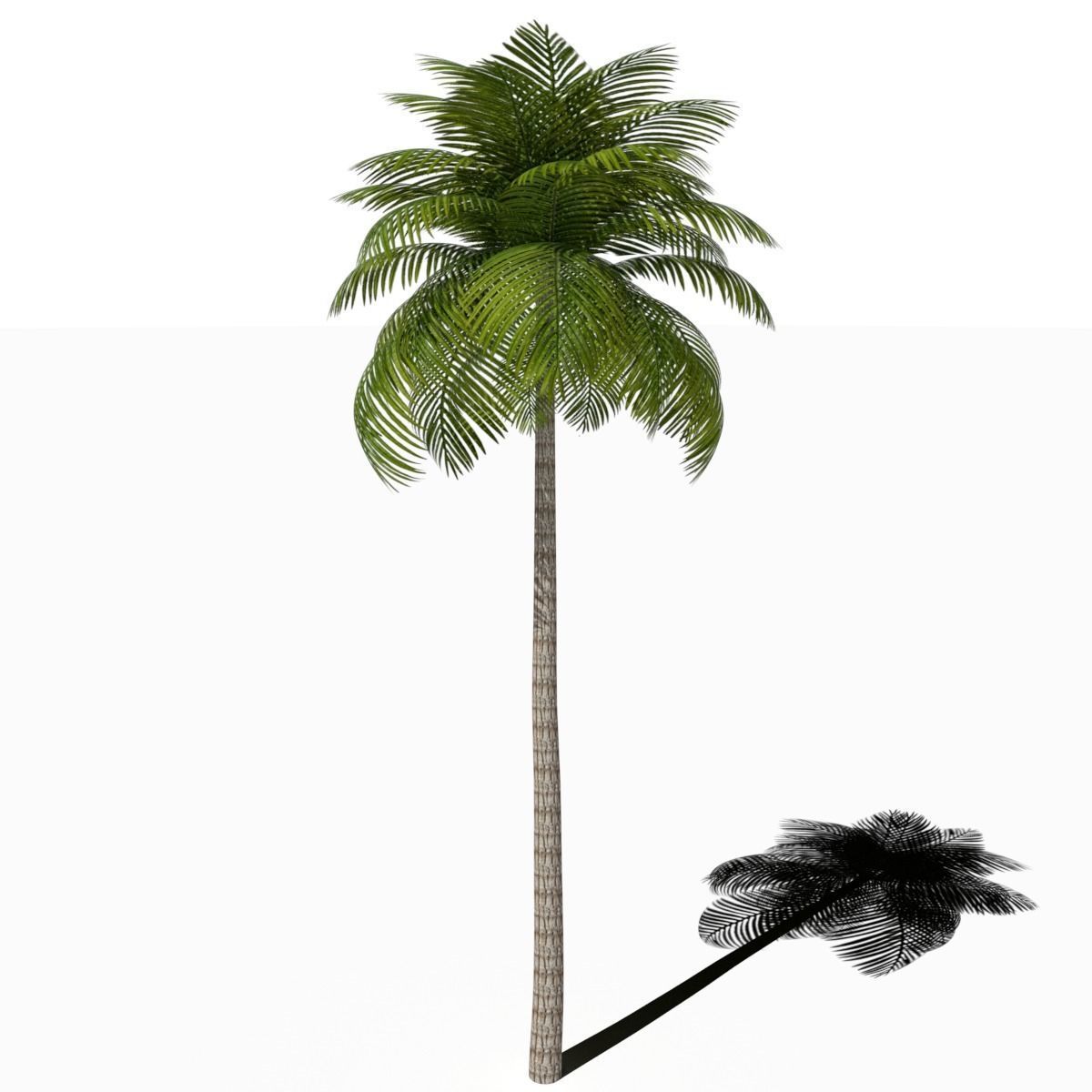 Palm Tree Low Poly Low-poly 3D model_2