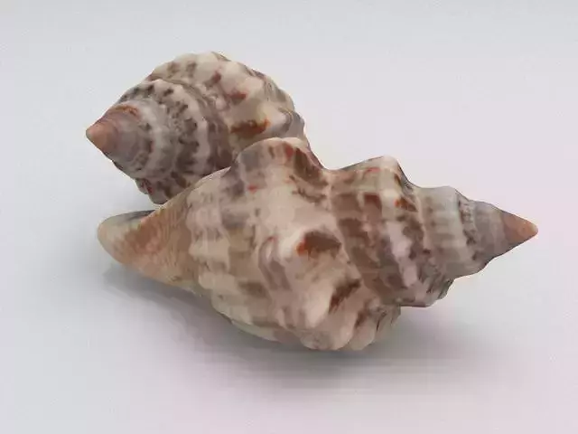 Seashell two sea shells