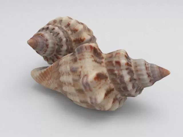 Seashell two sea shells 3D model_0
