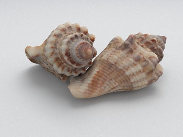 Seashell two sea shells 3D model_6