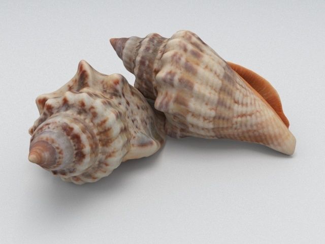 Seashell two sea shells 3D model_3