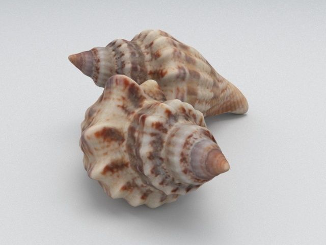 Seashell two sea shells 3D model_2