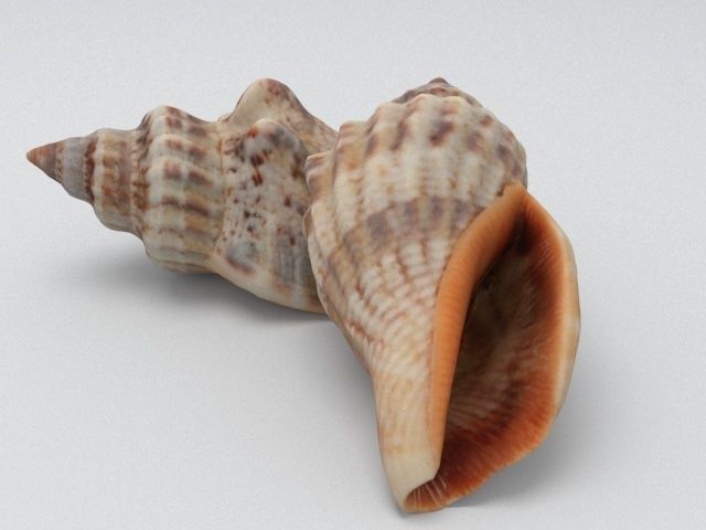 Seashell two sea shells 3D model_4