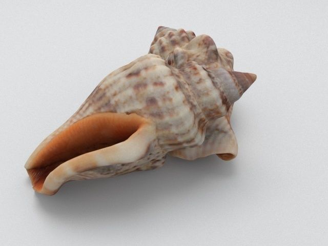 Seashell two sea shells 3D model_5