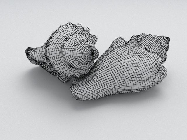 Seashell two sea shells 3D model_12