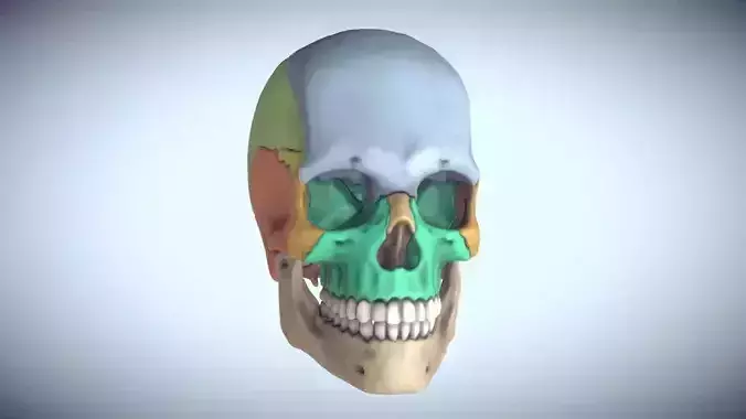 Anatomical Human Skull Sectioned