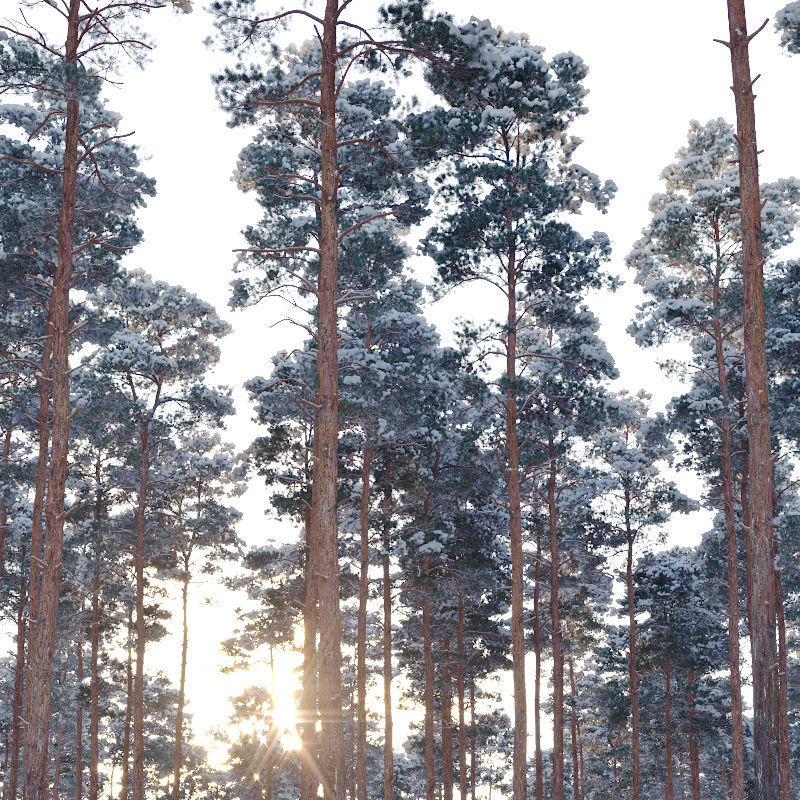 Pinus sylvestris Nr12 H17-22m Winter Four tree set 3D model_1