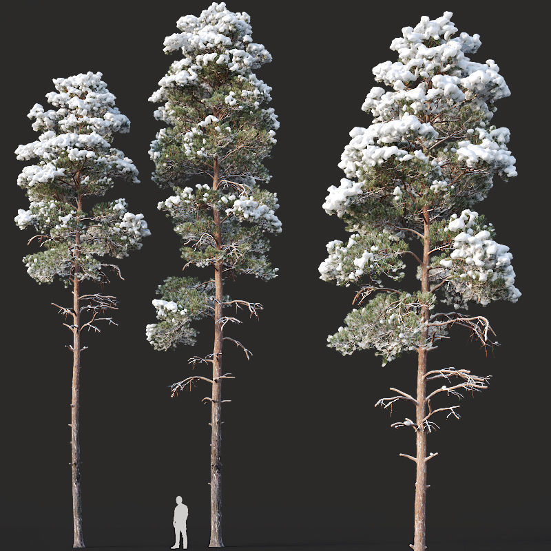 Pinus sylvestris Nr12 H17-22m Winter Four tree set 3D model_2