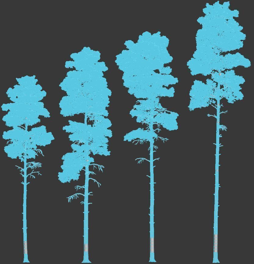 Pinus sylvestris Nr12 H17-22m Winter Four tree set 3D model_4