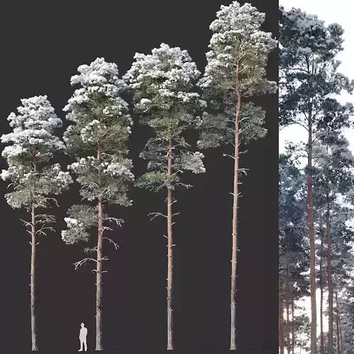Pinus sylvestris Nr12 H17-22m Winter Four tree set 3D model