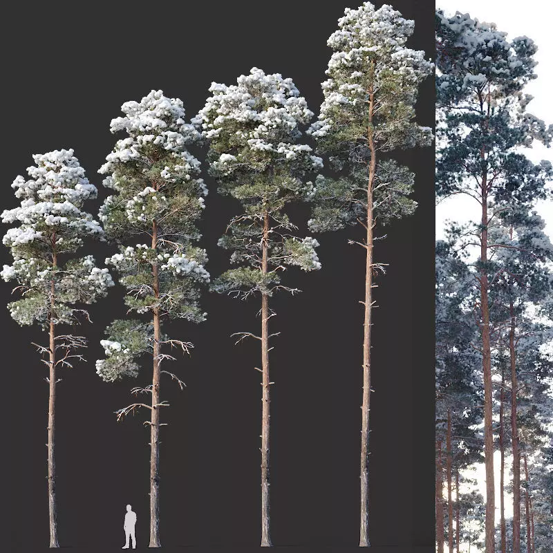 Pinus sylvestris Nr12 H17-22m Winter Four tree set 3D model_0